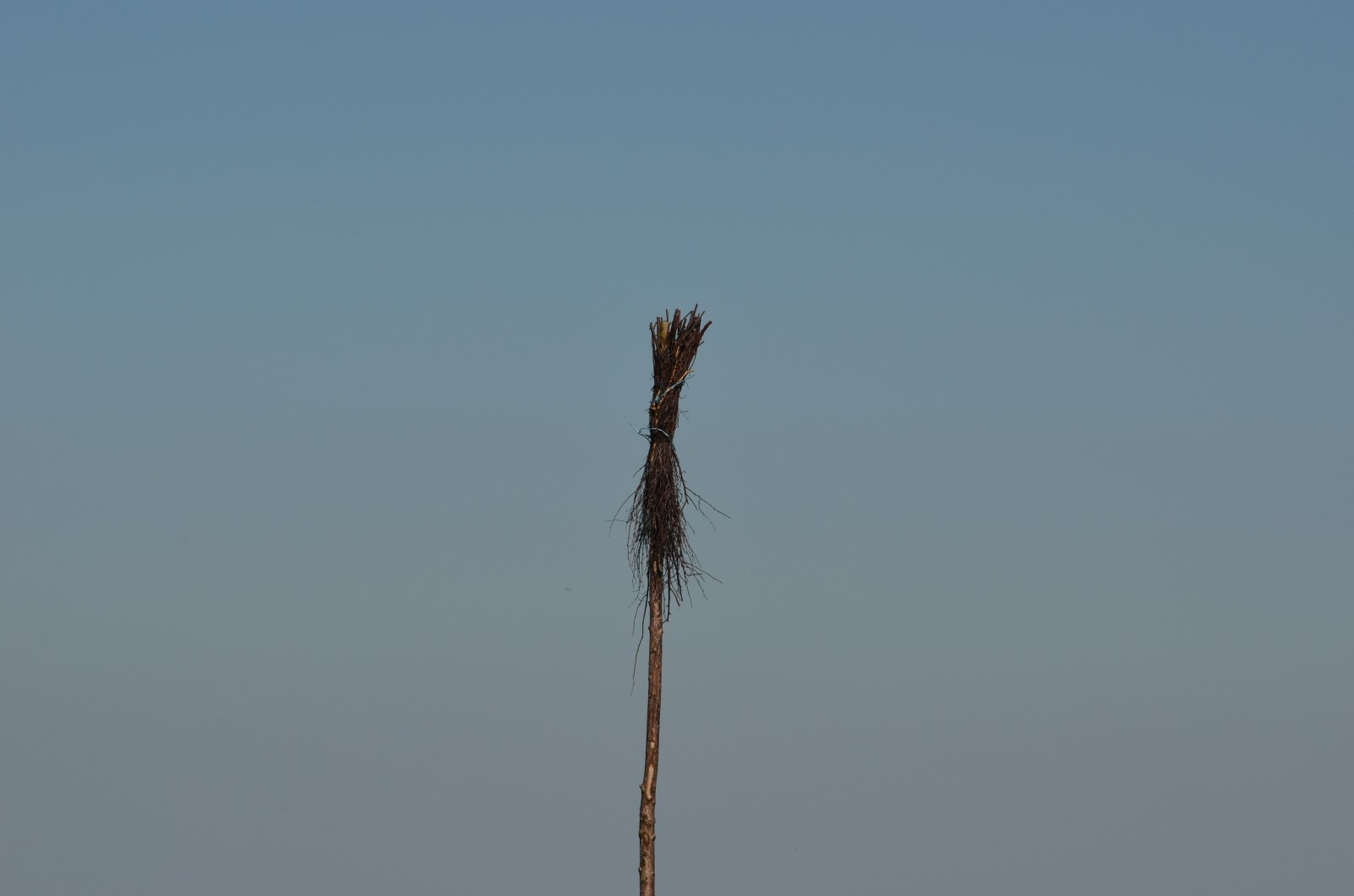 DSC_0962.jpg