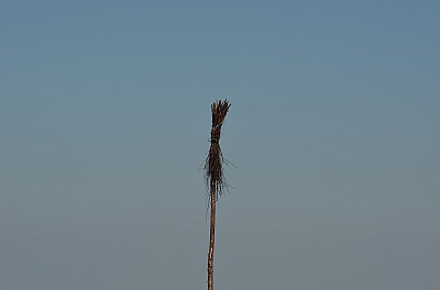 DSC_0962.jpg